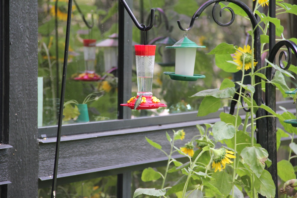 Bird Feeders at Office