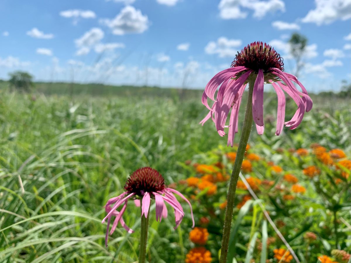 Coneflower