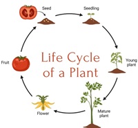 Plant Life Cycle Summer Take Home Kit Pick-up (10-13 yr olds)
