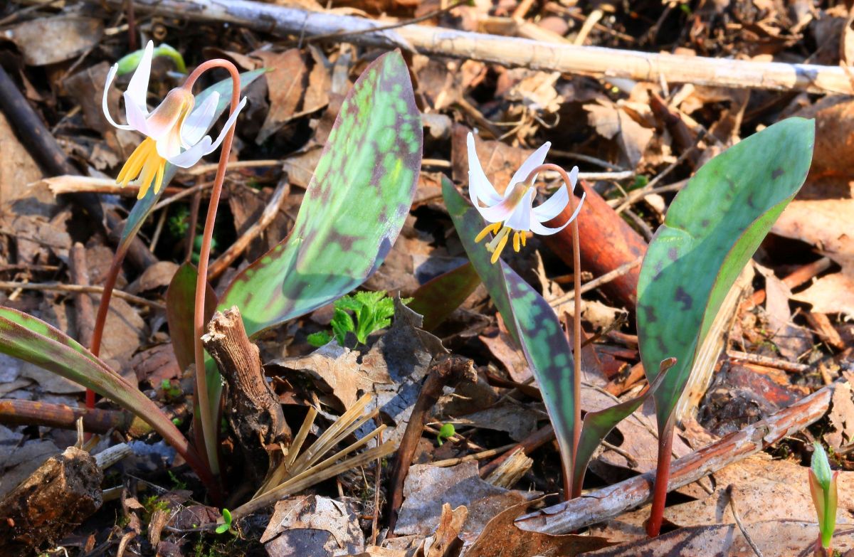 Trout Lily Blooming at Marilie