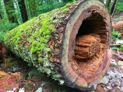SCIENCE FOR SQUIRTS: LOG LIFE EXPLORERS