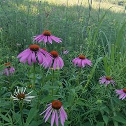 Purple Coneflowers