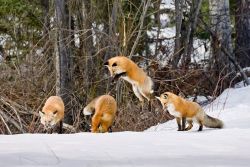 Wildlife Game Night