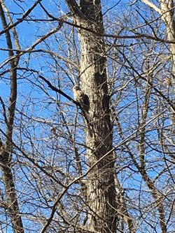 Owl Prowl