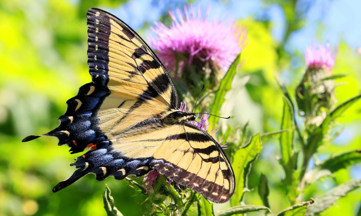 Eastern tiger swallowtail butterfly at Kendallville Campground