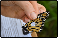 Monarch Tagging