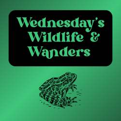Wednesday's Wildlife & Wanders - Amphibians!