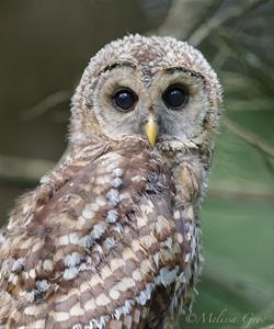 STEM Lab for Kids "Owl Pellets"