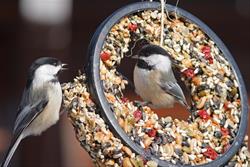 Building Better Birders - Feeder Birds of Iowa