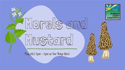 Foraging Class - Morels and Mustard
