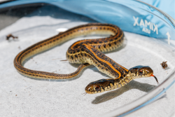 Crazy Creatures Camp - Ages 8-12