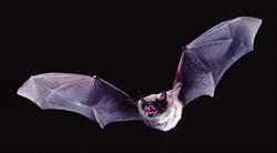 Wildlife Wonders - Creepy Critters