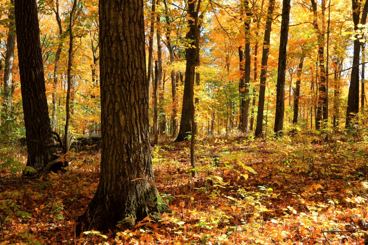 Marilie Educational Forest Reserve