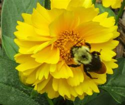 All About Bees for Kids!