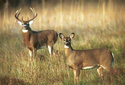 Brown Bag Bunch - Chronic Wasting Disease - Iowa's Deer at Danger