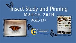 Insect Study & Pinning