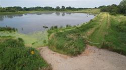 My Marsh Mondays - Mallard Marsh