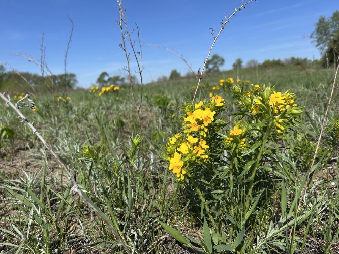Bearbower Sand Prairie