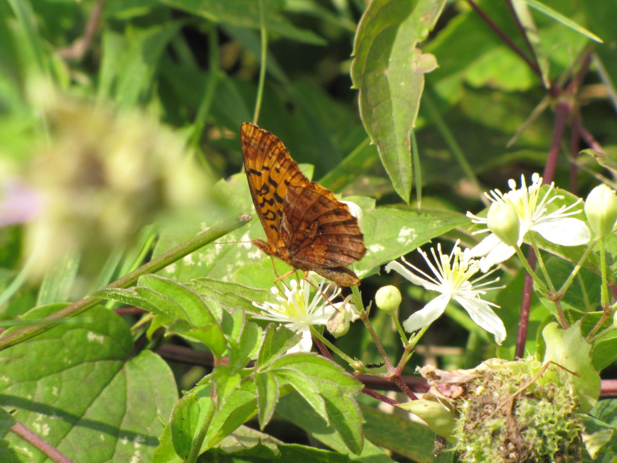 Jerico Wildlife Area