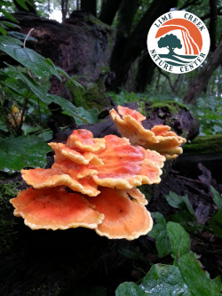 Conservation Coffee Club-Iowa's Fascinating Fungus