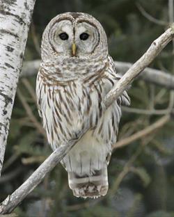 Owl You Need is Love