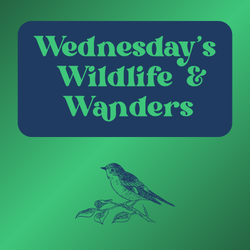 Wednesday's Wildlife & Wanders - Birds!