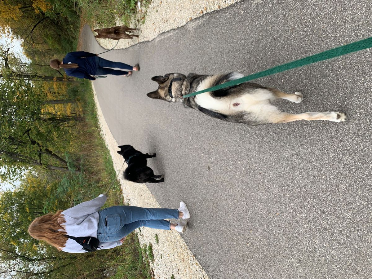 Walking dogs on Trout Run Trail