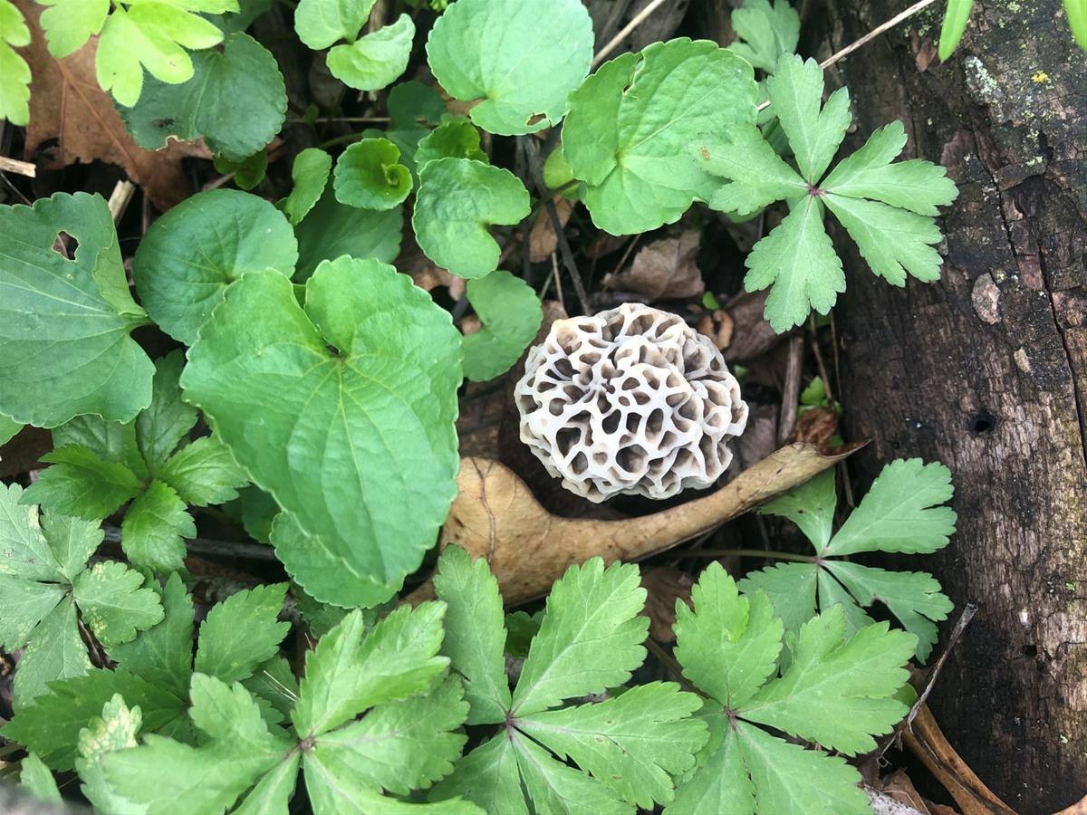 Gaffney Wildlife Area