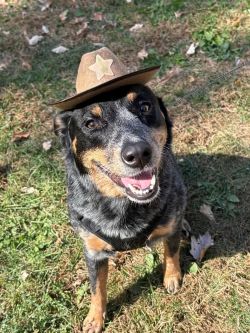 B.A.R.K. Ranger Hike @ Caldwell Park