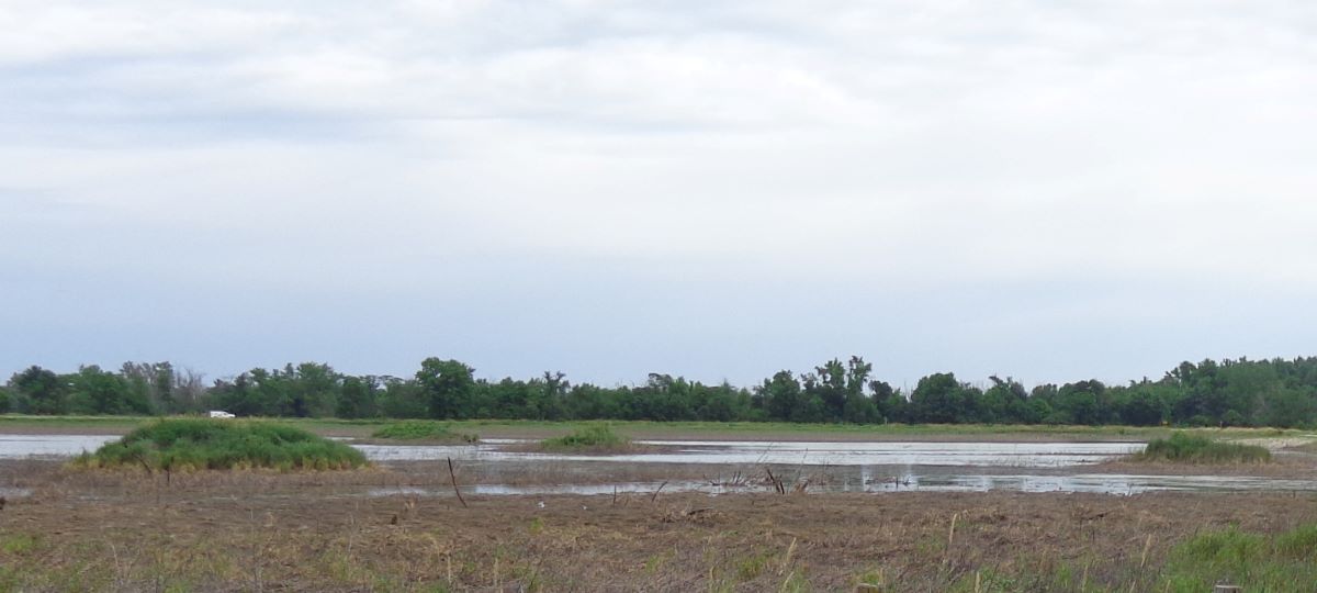 Maskunky Marsh 