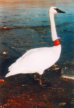 Soiree with the Swans