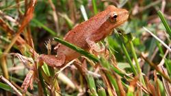 Spring Peepers