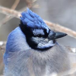 First Tuesday Birding Hike Series - Wickiup Hill