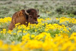 Eco-Explorers: Prairie Pals
