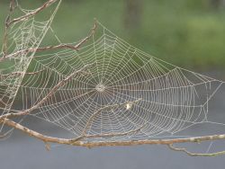 Knee High Naturalists "Spider Web Building"