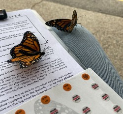 Monarch Butterfly Tagging
