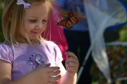 Monarch Tagging: 11:00 a.m. Session