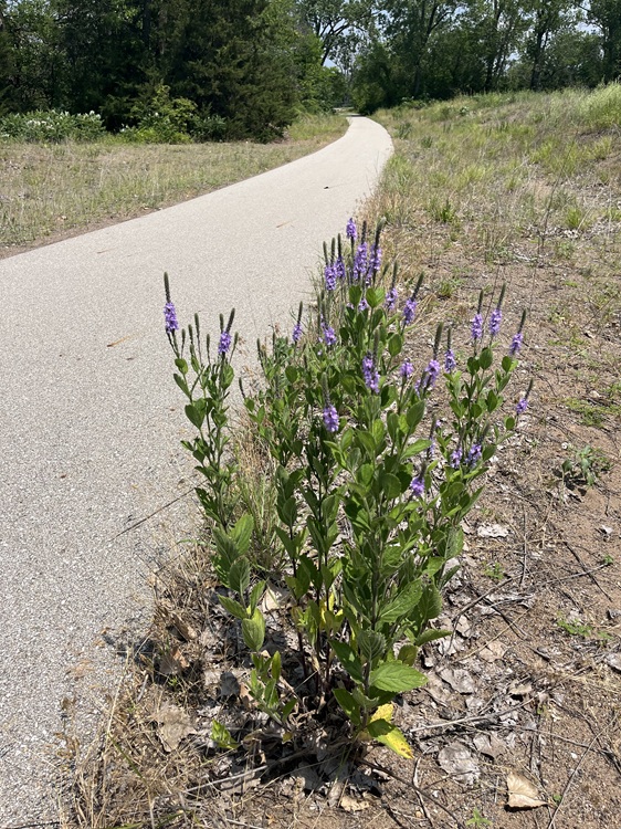 Deep Lakes Campsite 020