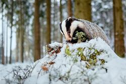 Science for Squirts: The Turnip