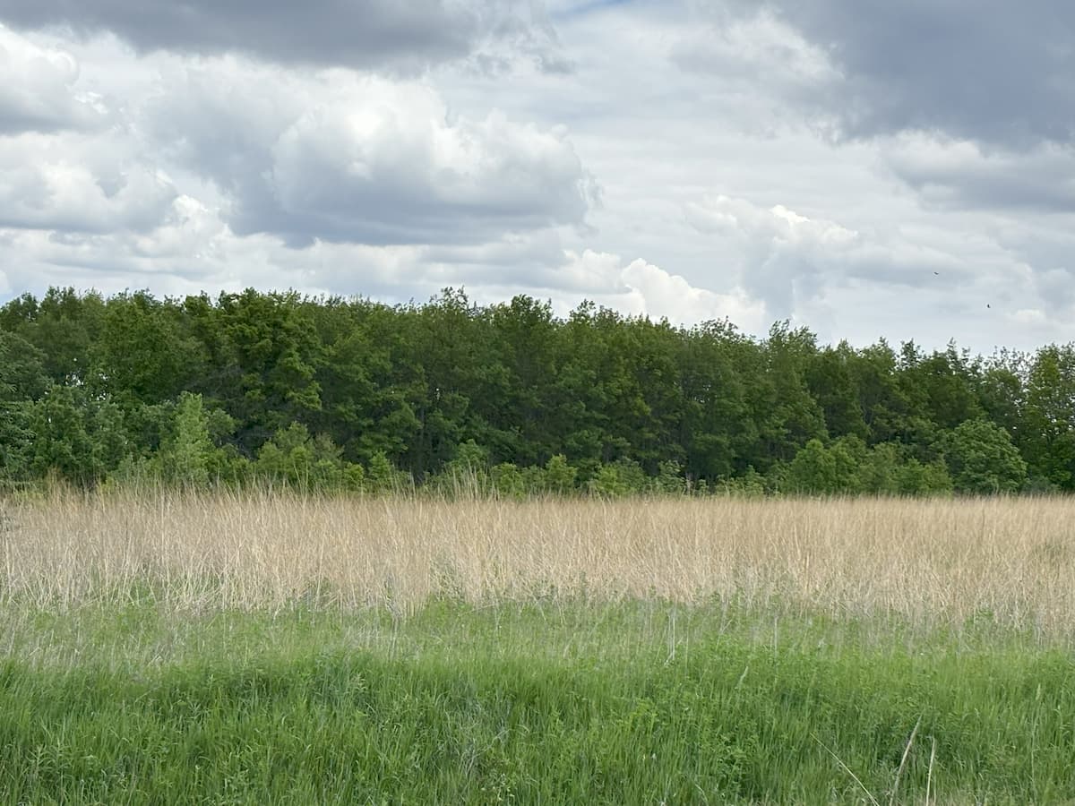 Little Cedar Wildlife Area