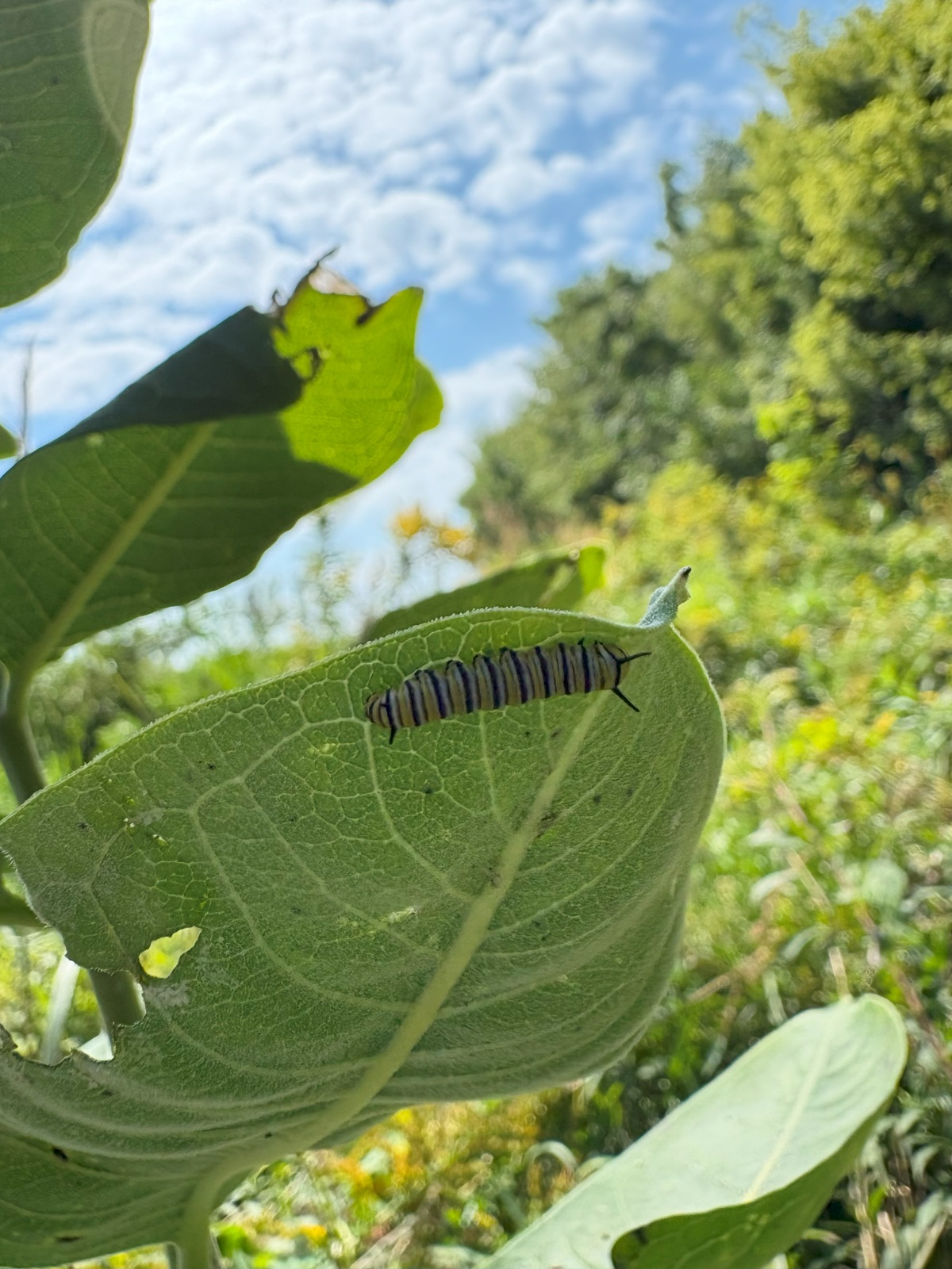Ringneck Wildlife Area 