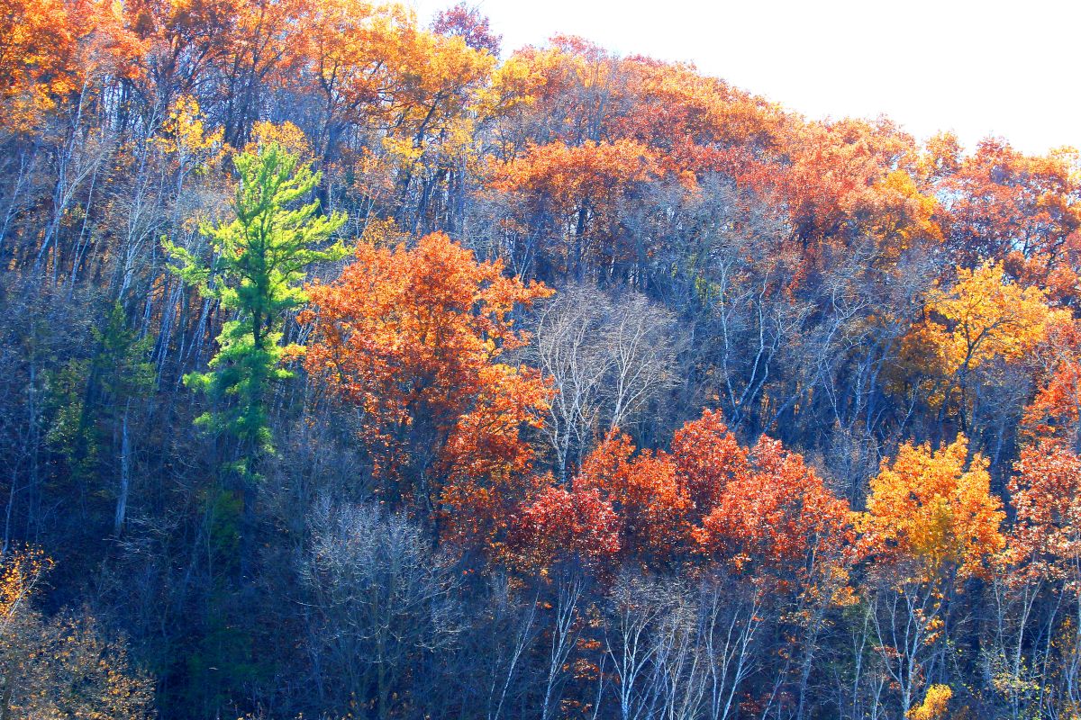 Fall color on the slopes of Chattahoochie Park