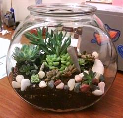 Build Your Own Terrarium Workshop