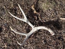 Deer Antler Shed Talk & Hike