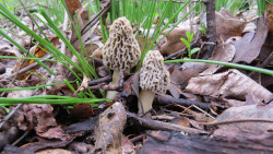 Mushroom Foray