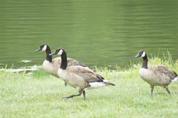 Family Trivia Challenge