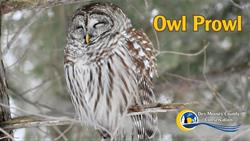 Owl Prowl