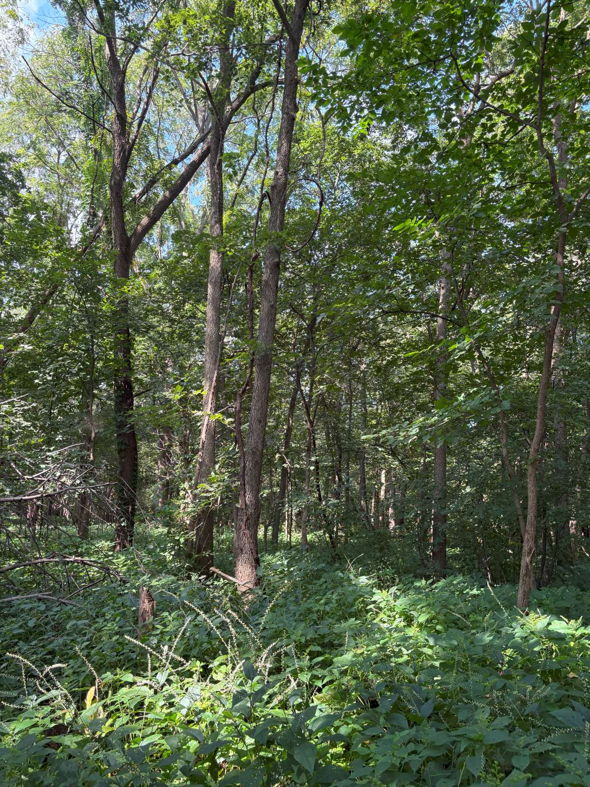 J.J. Lynes & Sons Wildlife Area 