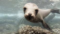 Sea Lions of the Galapagos Documentary