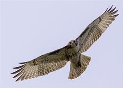 OWLS Program: Raptors